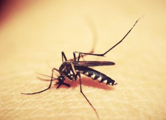 Cara Mengusir Nyamuk