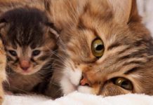 kebutuhan binatang peliharaan