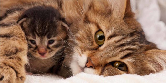 kebutuhan binatang peliharaan