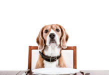 pedigree makanan anjing