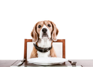 pedigree makanan anjing