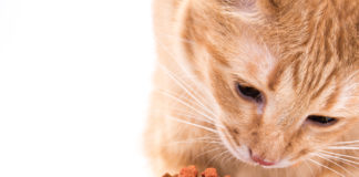 whiskas makanan kucing