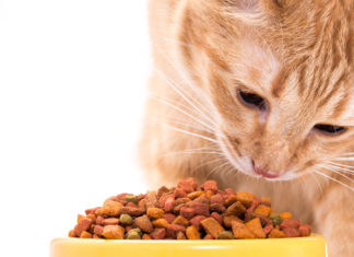 whiskas makanan kucing