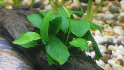 tanaman air aquascape