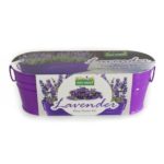 lavender grow kit