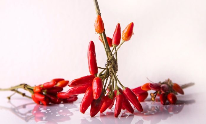 Cara Menanam Cabai di Rumah