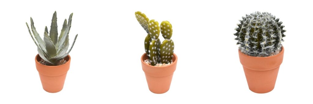 Dekorasi kaktus