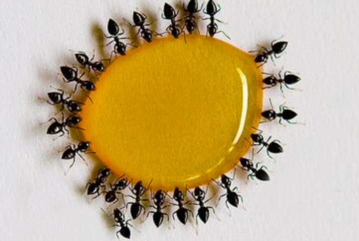 Cara mengusir semut paling ampuh, Mudah Didapat! - Blog Ruparupa