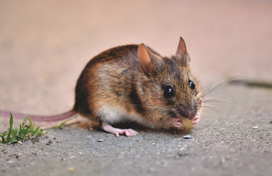 Mengintip Jenis Lem Tikus yang Ampuh Usir Hewan Pengerat