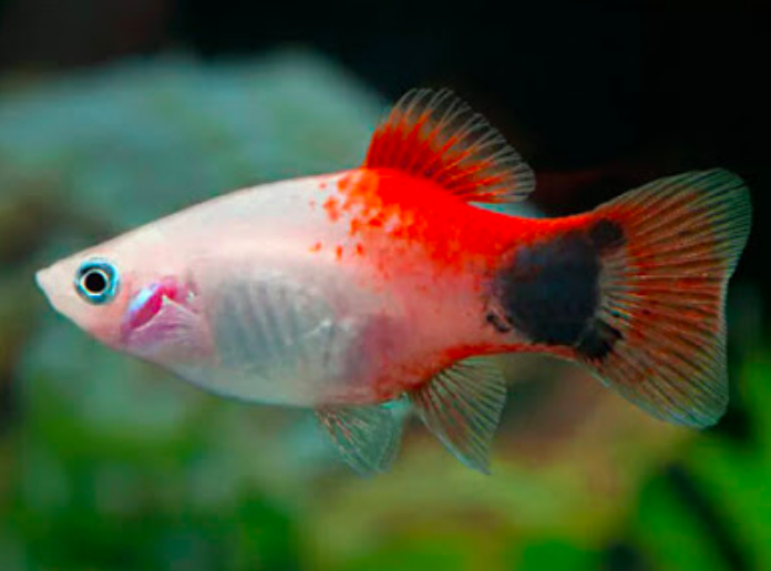 12 Jenis Ikan  Hias Air Tawar Yang Tidak Mudah Mati Blog 