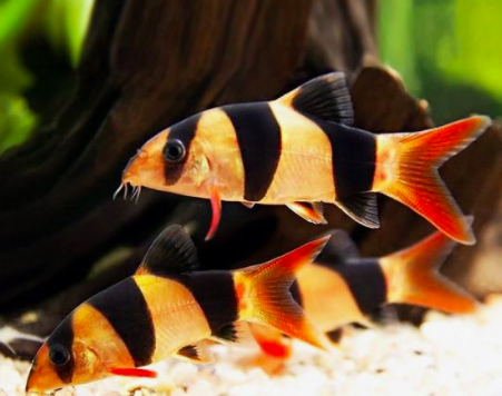 12 Jenis Ikan Hias Air Tawar Yang Tidak Mudah Mati Blog Ruparupa