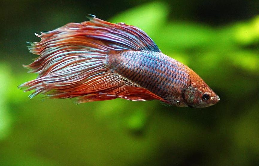 20 Jenis Ikan  Cupang  yang Bisa Anda Pilih untuk Dipelihara 