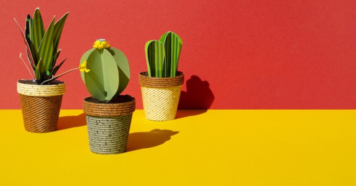 cara terbaik merawat kaktus