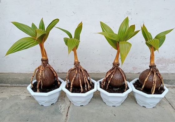 bibit bonsai kelapa