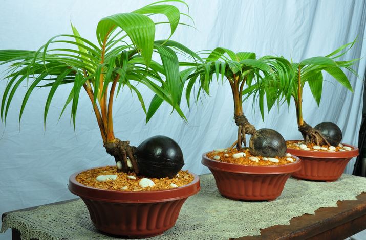 Bonsai kelapa tercantik