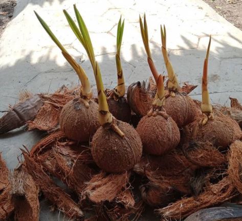 membersihkan batok kelapa