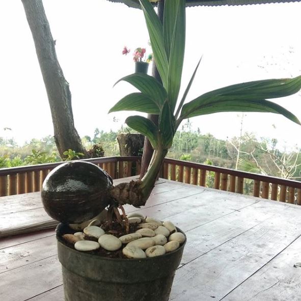  Bonsai  Kelapa  Tanaman Cantik yang Mudah Dibuat Blog 