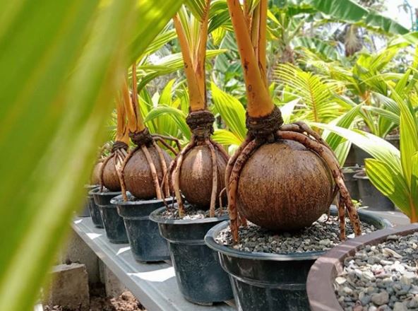  Bonsai  Kelapa  Tanaman Cantik yang Mudah Dibuat Blog 