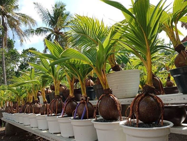 Bonsai Kelapa Tanaman Cantik Yang Mudah Dibuat Blog Ruparupa