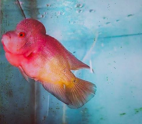 golden red flowerhorn