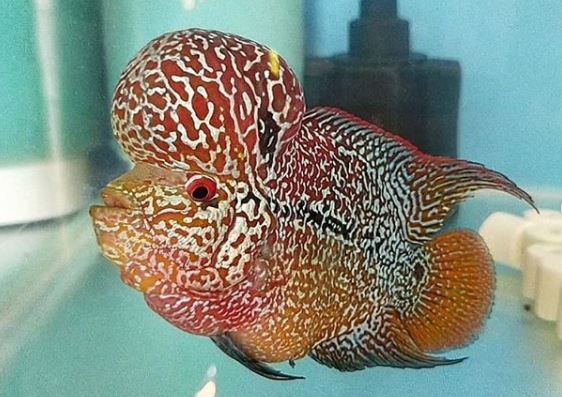 kamfa flowerhorn