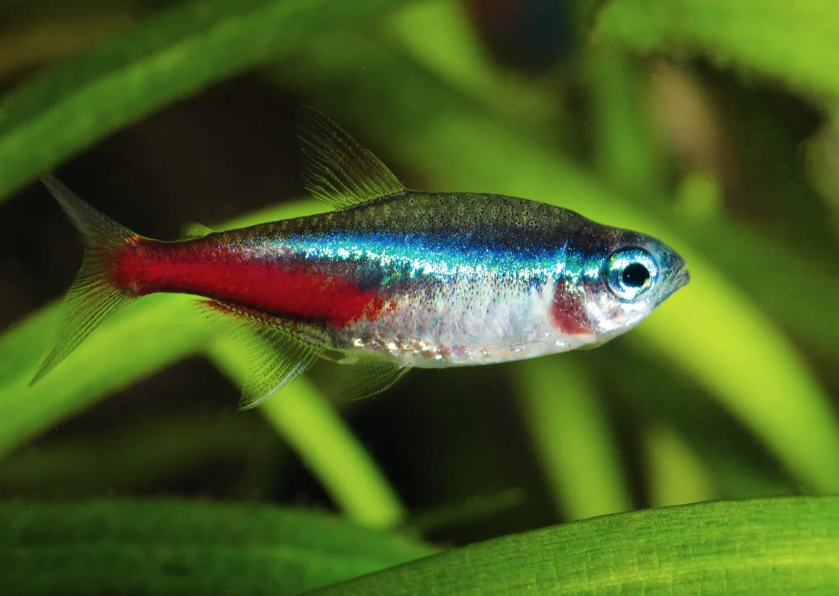 ikan hias neon tetra