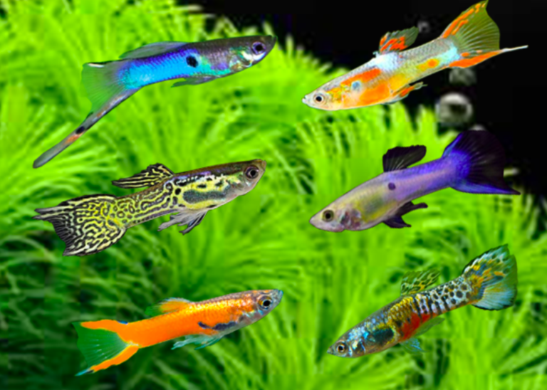 16 Jenis Ikan Guppy Banyak Dicari dan Cara Merawatnya - Blog ruparupa
