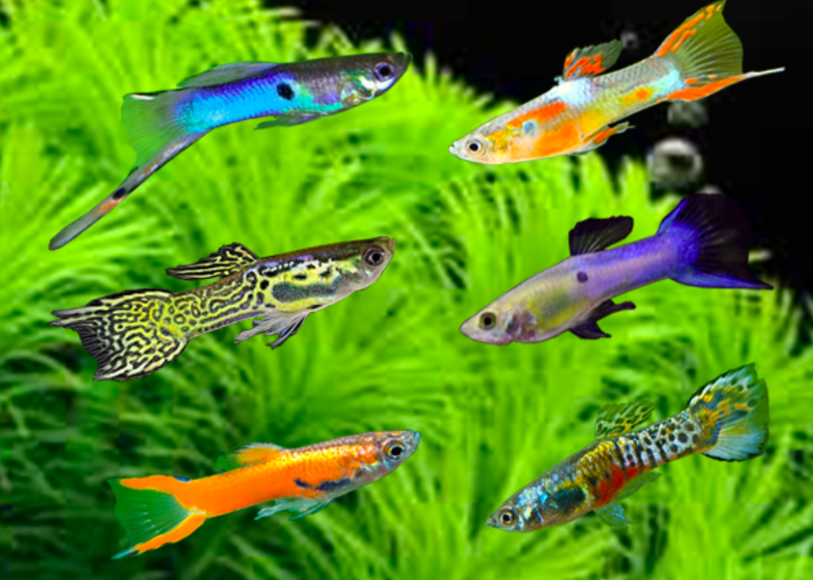 Jenis Ikan Aquascape dengan Warna yang Cantik 