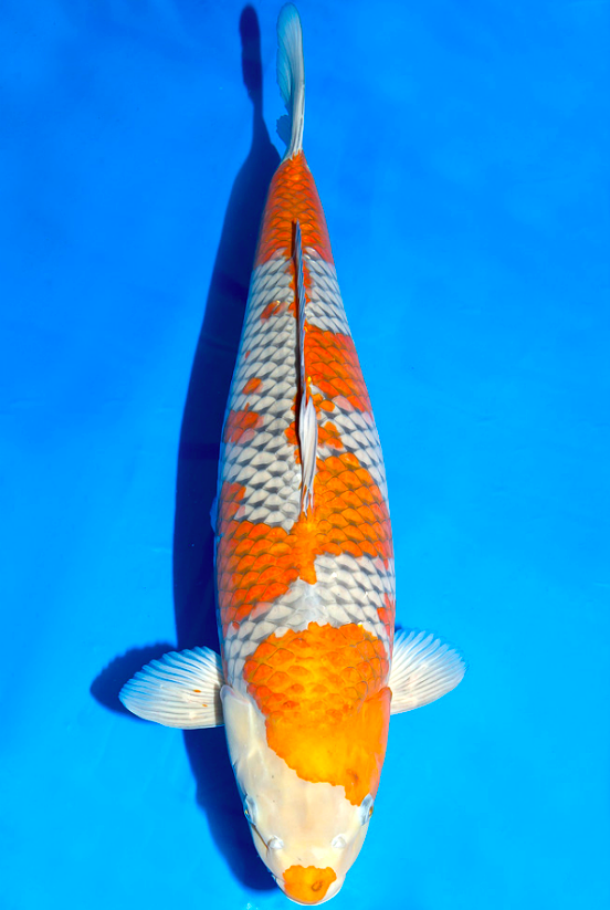 12 Jenis  Ikan  Koi  Beserta Harga  dan  Cara Merawatnya Blog 
