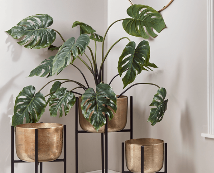 Mengenal 7 Jenis Monstera Tanaman Hias Kekinian Blog Ruparupa