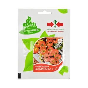 benih tomat berkebun di rumah