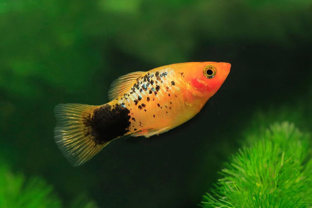 ikan hias platy