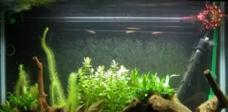 hiasan aquarium mini