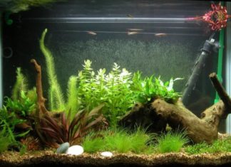 hiasan aquarium mini