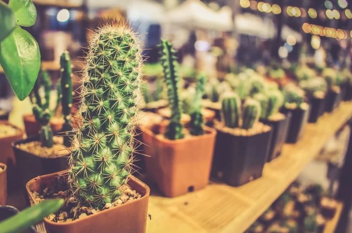 rak pot bunga dari kayu