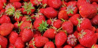 tanaman yang bisa ditanam di pot kecil