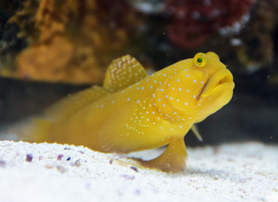 watchman goby