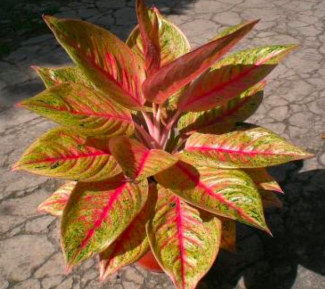 aglaonema legacy