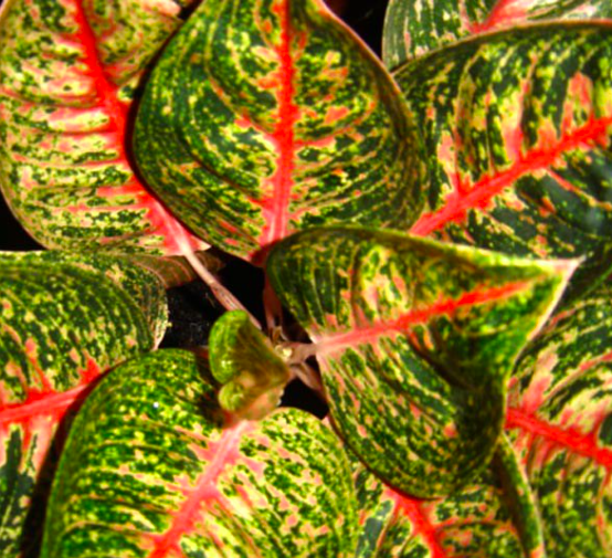 aglaonema adelia