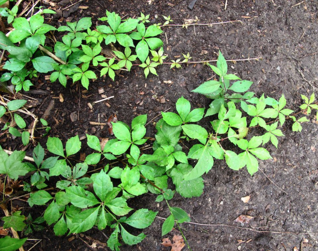 Parthenocissus quinquefolia