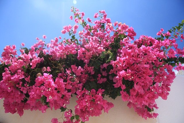 Tanaman rambat hias Bougainvillea