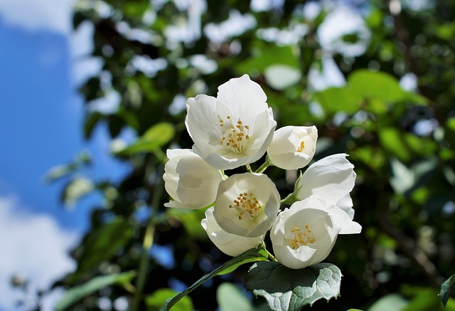 Star Jasmine