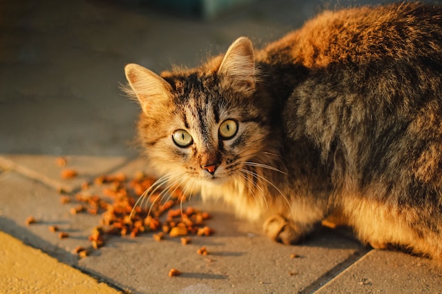 cara merawat kucing anggora