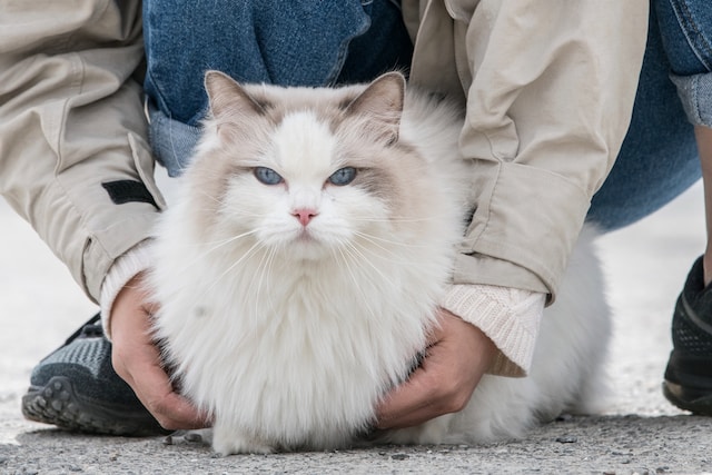 cara merawat kucing anggora