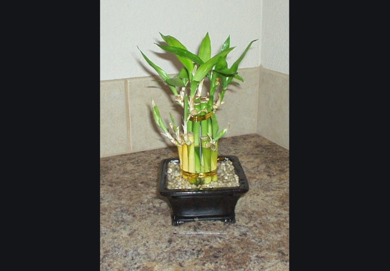 tanaman indoor bambu air