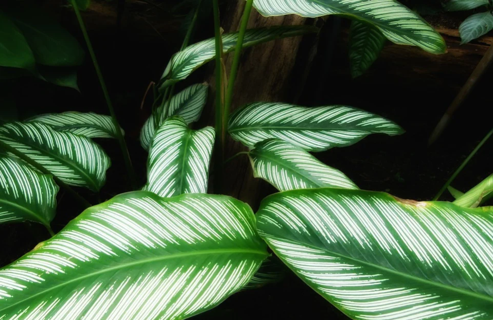 jenis tanaman outdoor calathea 