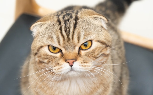 scottish fold