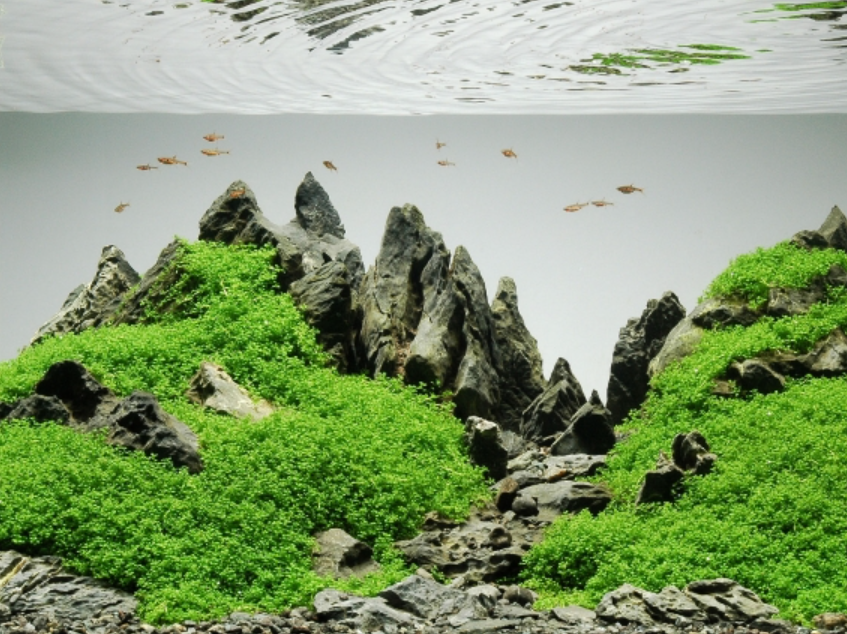 aquascape