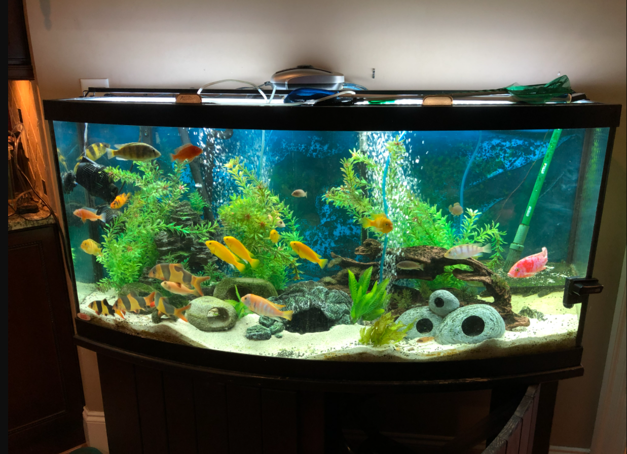 Cara Membuat Aquarium, Pemula pun Bisa! - Blog ruparupa