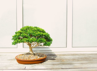 bonsai